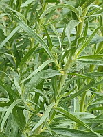 Reseda jaune - Reseda lutea (photo Mrugala F.)(1)